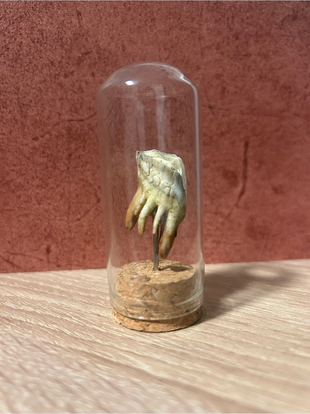 Authentic Cow Tooth: Real Teeth in Glass Jar